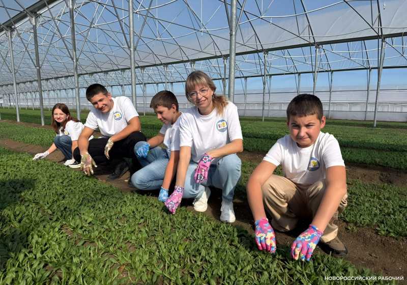 Выращивают огурцы и гениев! В теплицах школ Новороссийска собирают первые урожаи