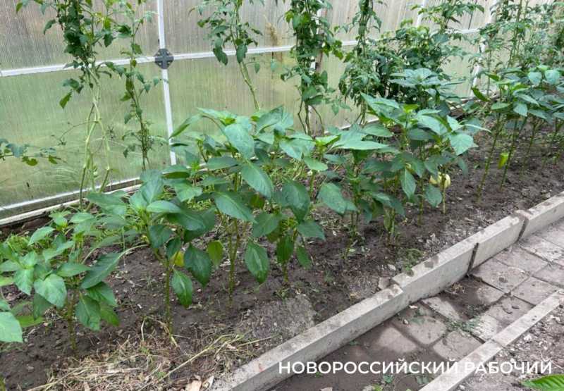 Выращивают огурцы и гениев! В теплицах школ Новороссийска собирают первые урожаи