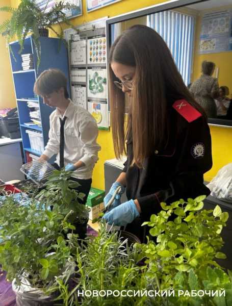 Выращивают огурцы и гениев! В теплицах школ Новороссийска собирают первые урожаи