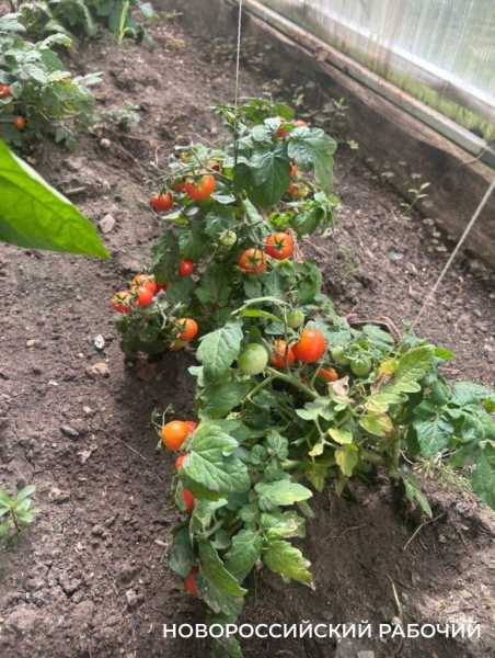 Выращивают огурцы и гениев! В теплицах школ Новороссийска собирают первые урожаи