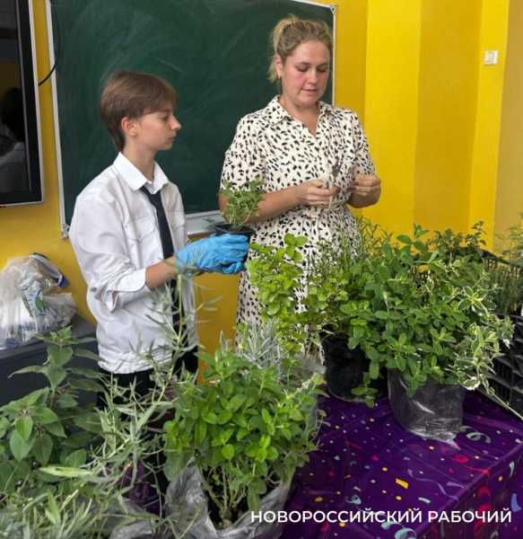 Выращивают огурцы и гениев! В теплицах школ Новороссийска собирают первые урожаи