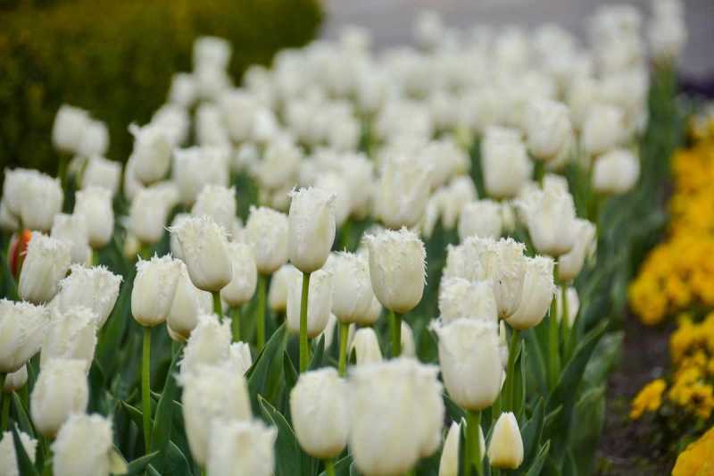 За &laquo;покупку&raquo; 102 тюльпанов будут судить мошенника в Новороссийске