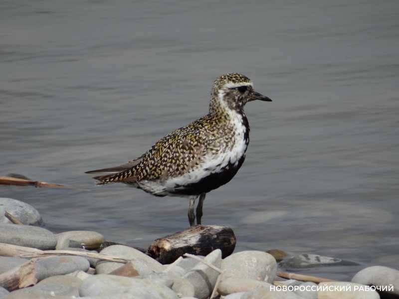 10 февраля отмечаем День домового. У вас он есть?