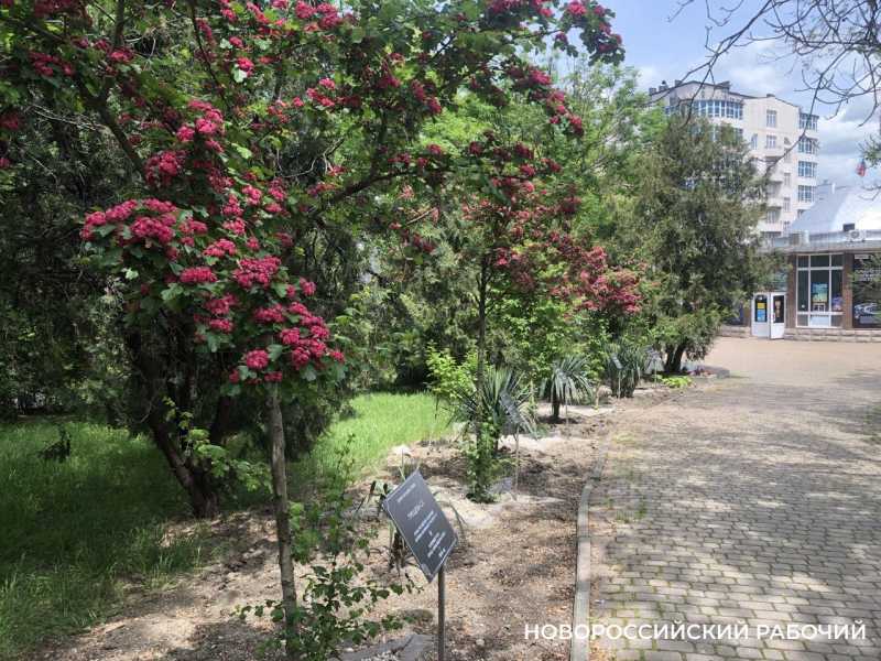 Еще 64&nbsp;миллиона рублей готовы потратить власти Новороссийска на разработку &laquo;Зеленого каркаса&raquo;