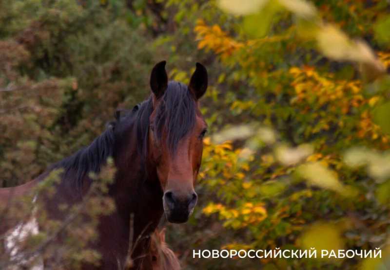 Год Лошади вступает в свои права. А какими увидели лошадей новороссийские фотографы?