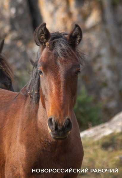 Год Лошади вступает в свои права. А какими увидели лошадей новороссийские фотографы?