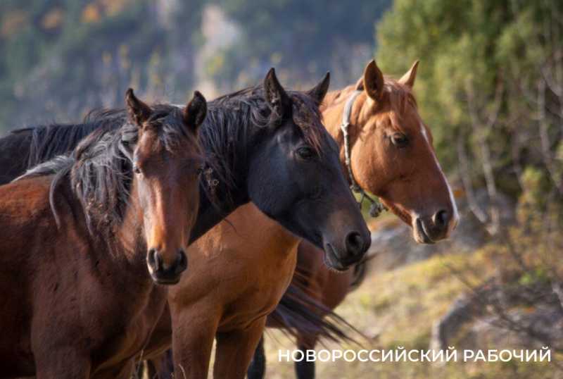 Год Лошади вступает в свои права. А какими увидели лошадей новороссийские фотографы?
