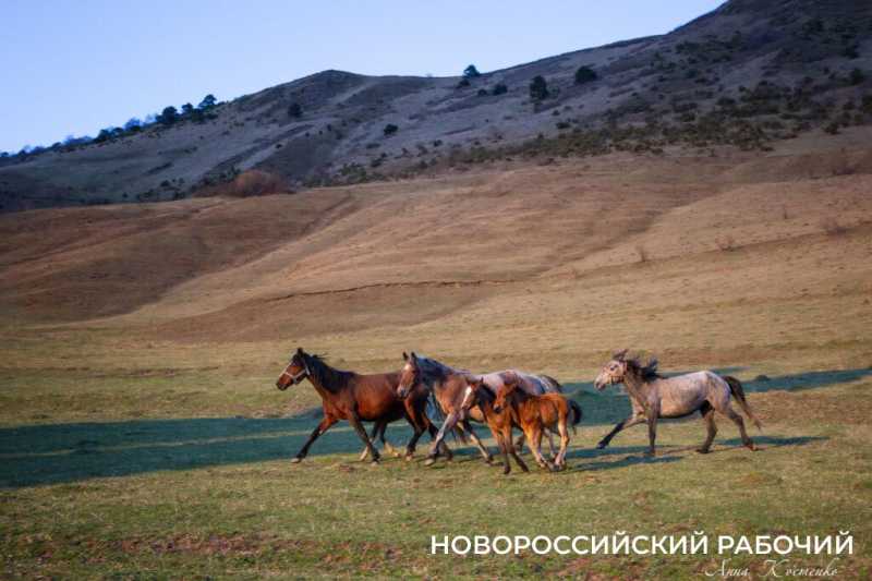 Год Лошади вступает в свои права. А какими увидели лошадей новороссийские фотографы?