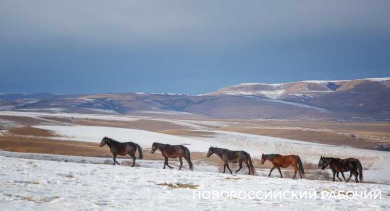 Год Лошади вступает в свои права. А какими увидели лошадей новороссийские фотографы?