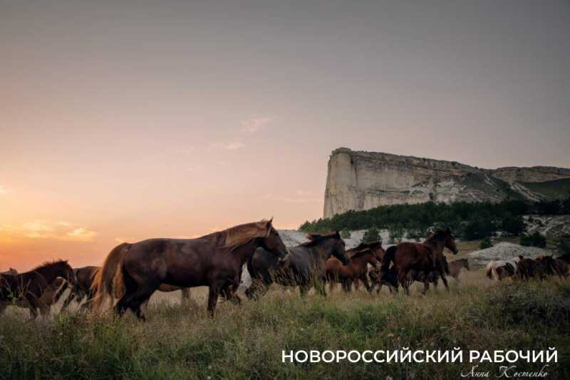 Год Лошади вступает в свои права. А какими увидели лошадей новороссийские фотографы?