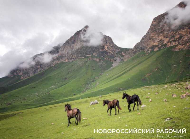 Год Лошади вступает в свои права. А какими увидели лошадей новороссийские фотографы?