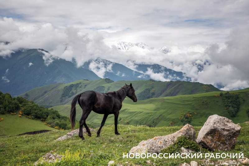 Год Лошади вступает в свои права. А какими увидели лошадей новороссийские фотографы?