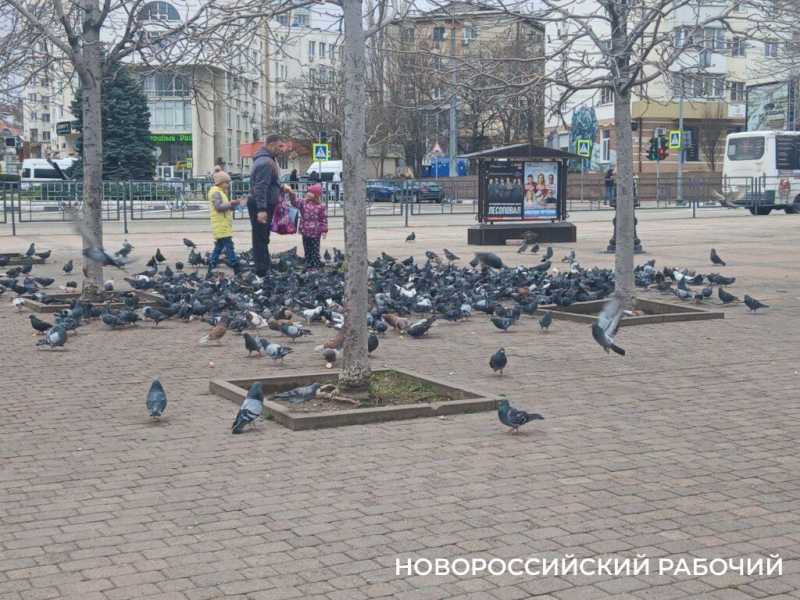 Голуби, аллея, дорога к храму &ndash; в зимние дни жители Новороссийска выходят на бульвар