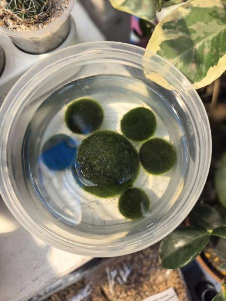 Когда мужики становятся ботаниками и не экономят на красоте. В Новороссийске прошла большая выставка цветов