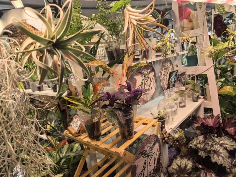 Когда мужики становятся ботаниками и не экономят на красоте. В Новороссийске прошла большая выставка цветов