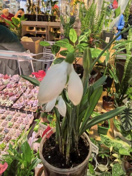 Когда мужики становятся ботаниками и не экономят на красоте. В Новороссийске прошла большая выставка цветов