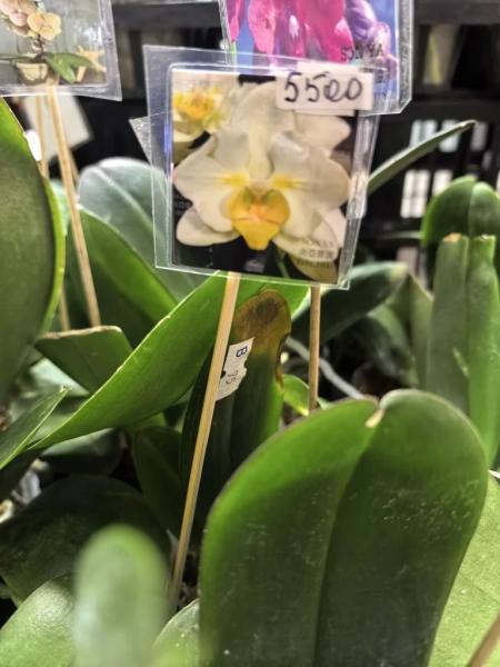 Когда мужики становятся ботаниками и не экономят на красоте. В Новороссийске прошла большая выставка цветов