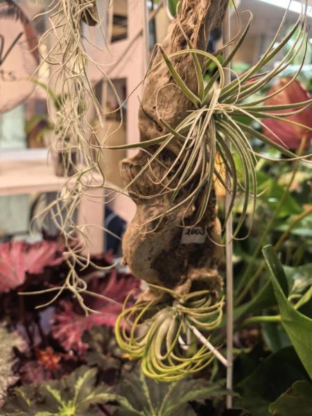 Когда мужики становятся ботаниками и не экономят на красоте. В Новороссийске прошла большая выставка цветов