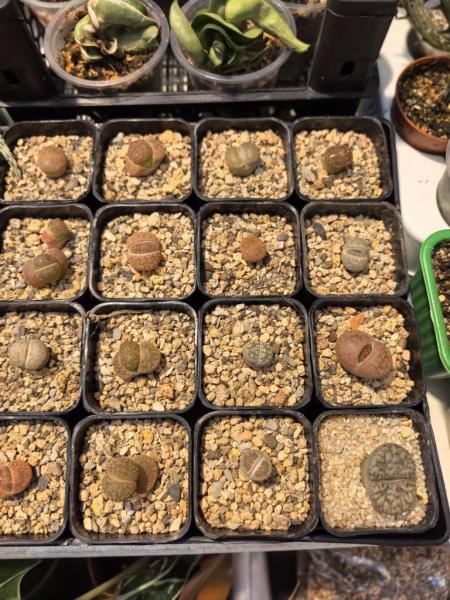 Когда мужики становятся ботаниками и не экономят на красоте. В Новороссийске прошла большая выставка цветов