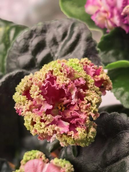 Когда мужики становятся ботаниками и не экономят на красоте. В Новороссийске прошла большая выставка цветов