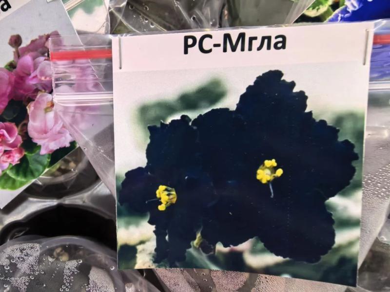 Когда мужики становятся ботаниками и не экономят на красоте. В Новороссийске прошла большая выставка цветов