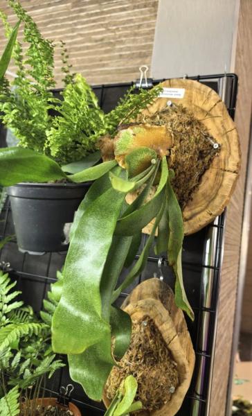 Когда мужики становятся ботаниками и не экономят на красоте. В Новороссийске прошла большая выставка цветов