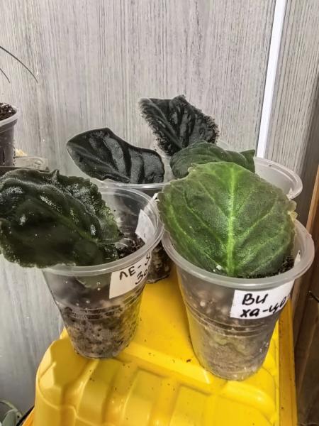 Когда мужики становятся ботаниками и не экономят на красоте. В Новороссийске прошла большая выставка цветов