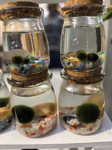 Когда мужики становятся ботаниками и не экономят на красоте. В Новороссийске прошла большая выставка цветов