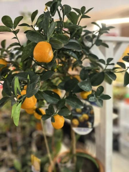 Когда мужики становятся ботаниками и не экономят на красоте. В Новороссийске прошла большая выставка цветов