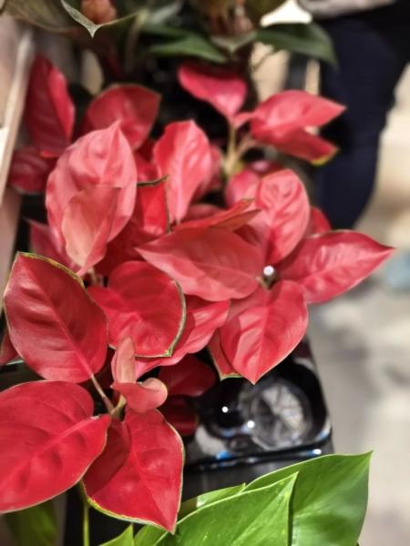 Когда мужики становятся ботаниками и не экономят на красоте. В Новороссийске прошла большая выставка цветов