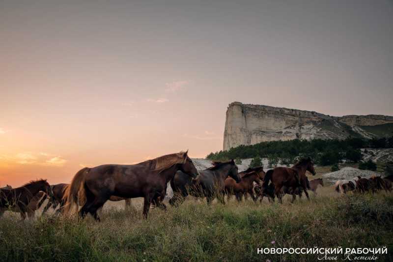 С Лошадью Новороссийск &laquo;проскакал&raquo; не один год!
