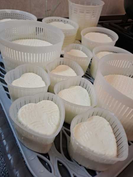 Счастье с выдержкой фермеров Казаковых. Как семья врачей из Подмосковья нашла свое призвание в сыроварении