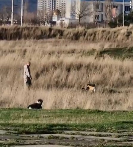 Школьница из Новороссийска победила во Всероссийском конкурсе с проектом об осликах на Малой Земле