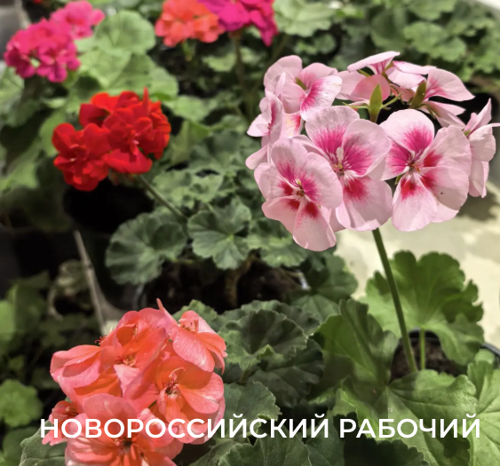 Советы счастливым обладателям герани от профессиональных цветоводов