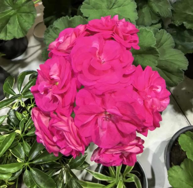 Советы счастливым обладателям герани от профессиональных цветоводов