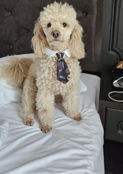 Спасенный Моцарт из Новороссийска стал фанатом и талисманом гандбольной команды