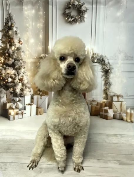 Спасенный Моцарт из Новороссийска стал фанатом и талисманом гандбольной команды