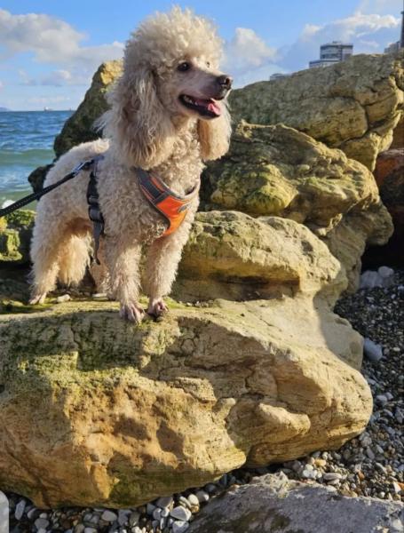 Спасенный Моцарт из Новороссийска стал фанатом и талисманом гандбольной команды