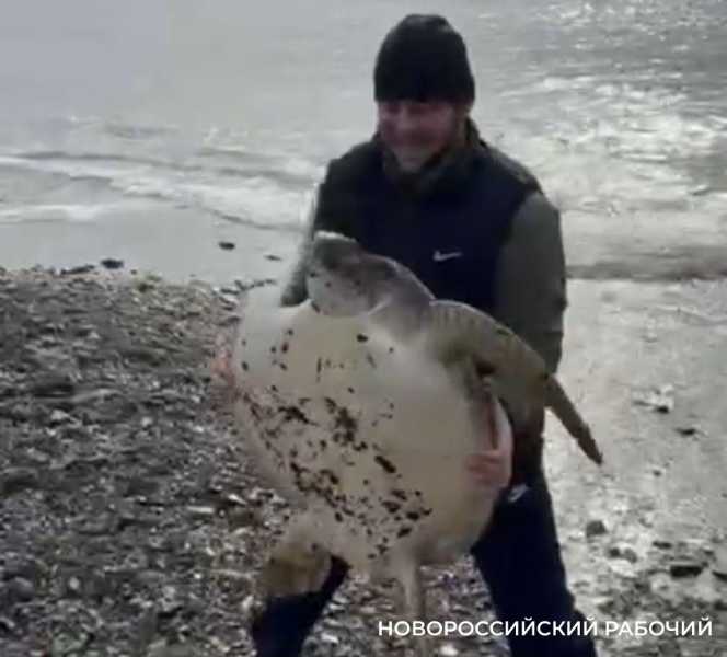 Стоить ли ждать у берегов Новороссийска большую зеленую черепаху