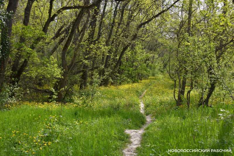 В Цемесской роще Новороссийска снесли незаконный гаражный бокс