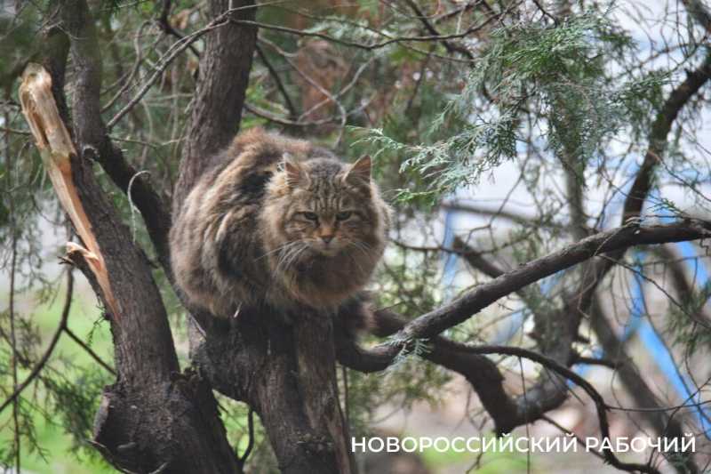 В Новороссийске из городского парка убирают аттракционы