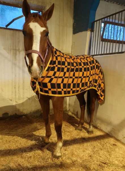 В Новороссийске лошади-артисты готовятся к выступлению после пожара в конюшне