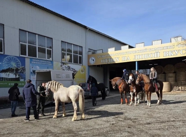 В Новороссийске лошади-артисты готовятся к выступлению после пожара в конюшне