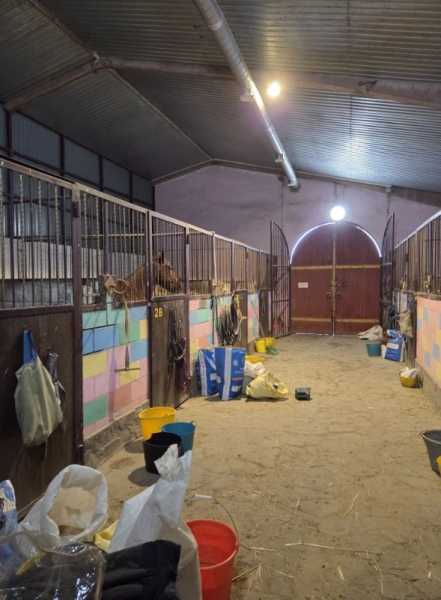 В Новороссийске лошади-артисты готовятся к выступлению после пожара в конюшне