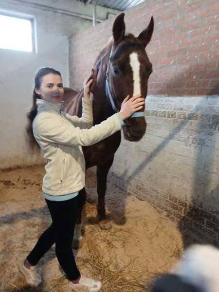 В Новороссийске лошади-артисты готовятся к выступлению после пожара в конюшне