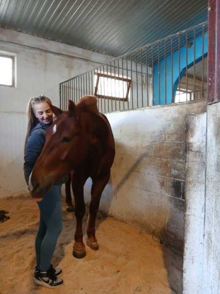 В Новороссийске лошади-артисты готовятся к выступлению после пожара в конюшне