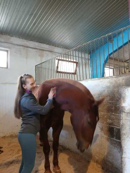 В Новороссийске лошади-артисты готовятся к выступлению после пожара в конюшне