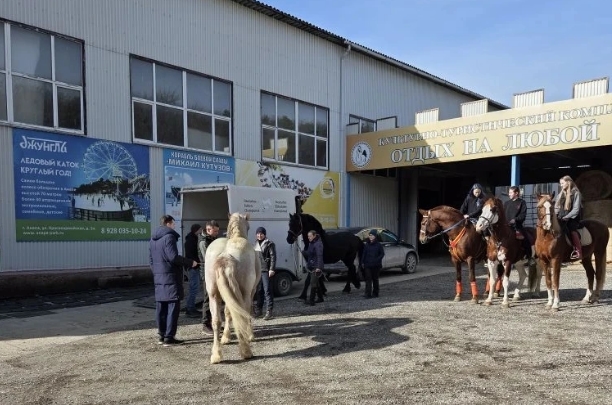 В Новороссийске лошади-артисты готовятся к выступлению после пожара в конюшне