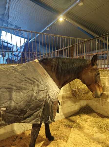 В Новороссийске лошади-артисты готовятся к выступлению после пожара в конюшне