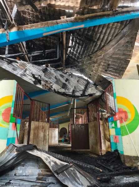 В Новороссийске лошади-артисты готовятся к выступлению после пожара в конюшне